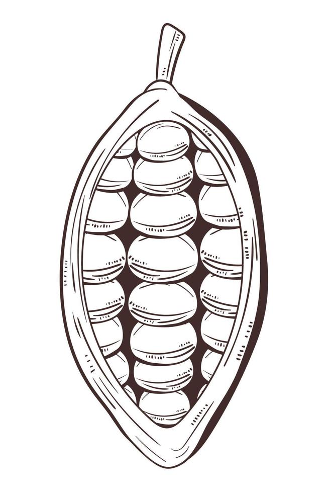 half cacao icon vector