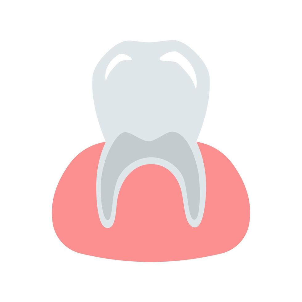 diente sano, limpio y fuerte en encía rosa. ilustración dental vectorial para diseño y decoración. vector