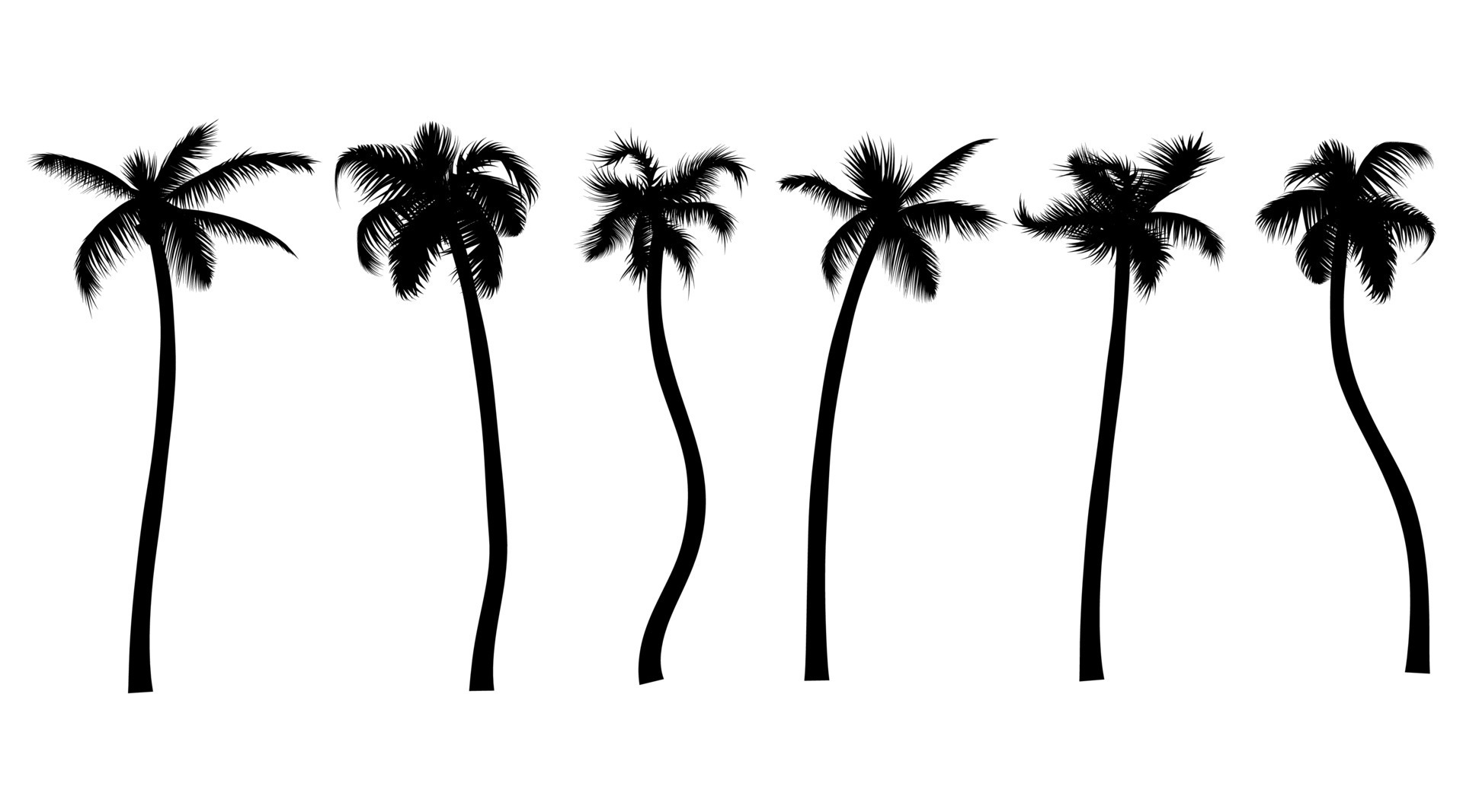 Palm tree black silhouette realistic set. Tropic leaves jungle plants