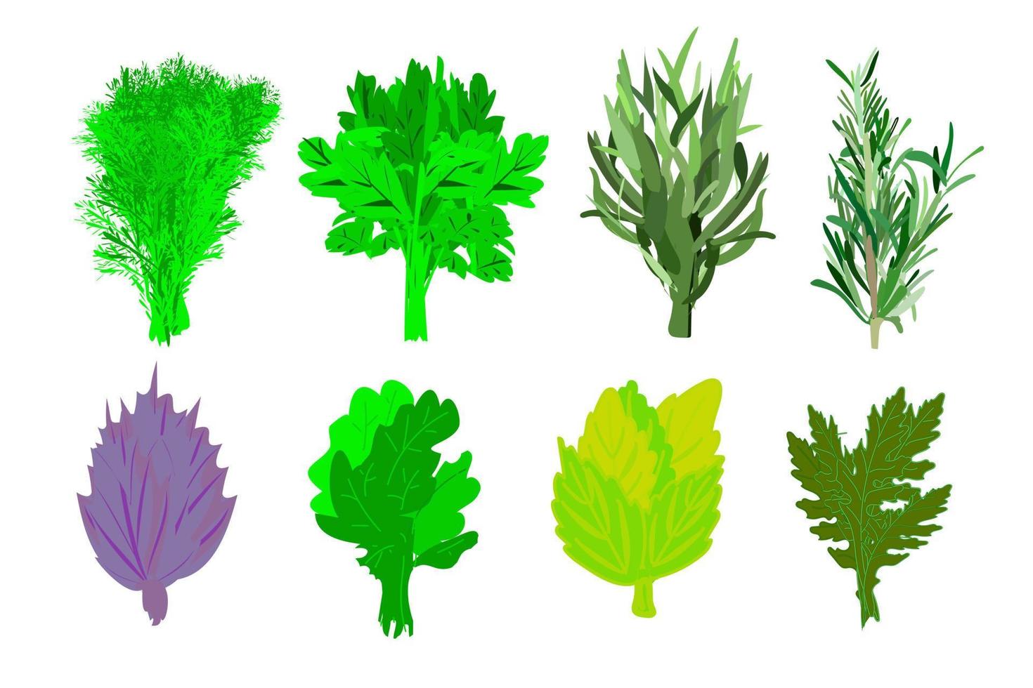 spicy herbs and herbs. Dill, parsley, ruccola and basil, Thyme and thyme. Lemon mint. Sprigs of kitchen greens isolated on white background. vector illustration.