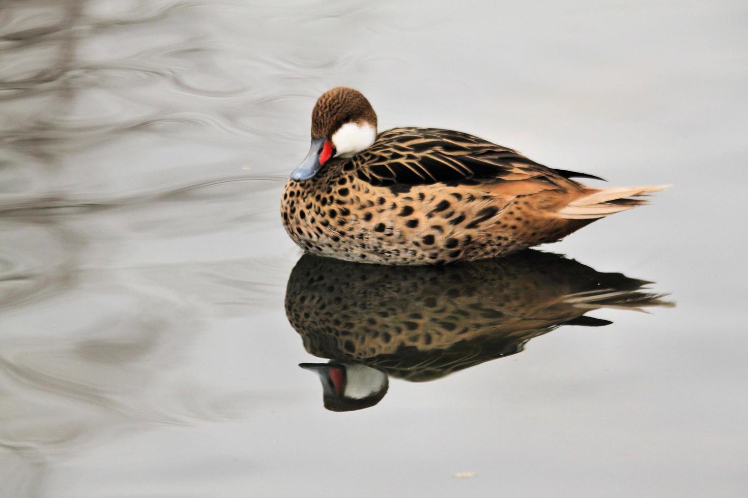 Teal Duck Stock Photos, Images and Backgrounds for Free Download