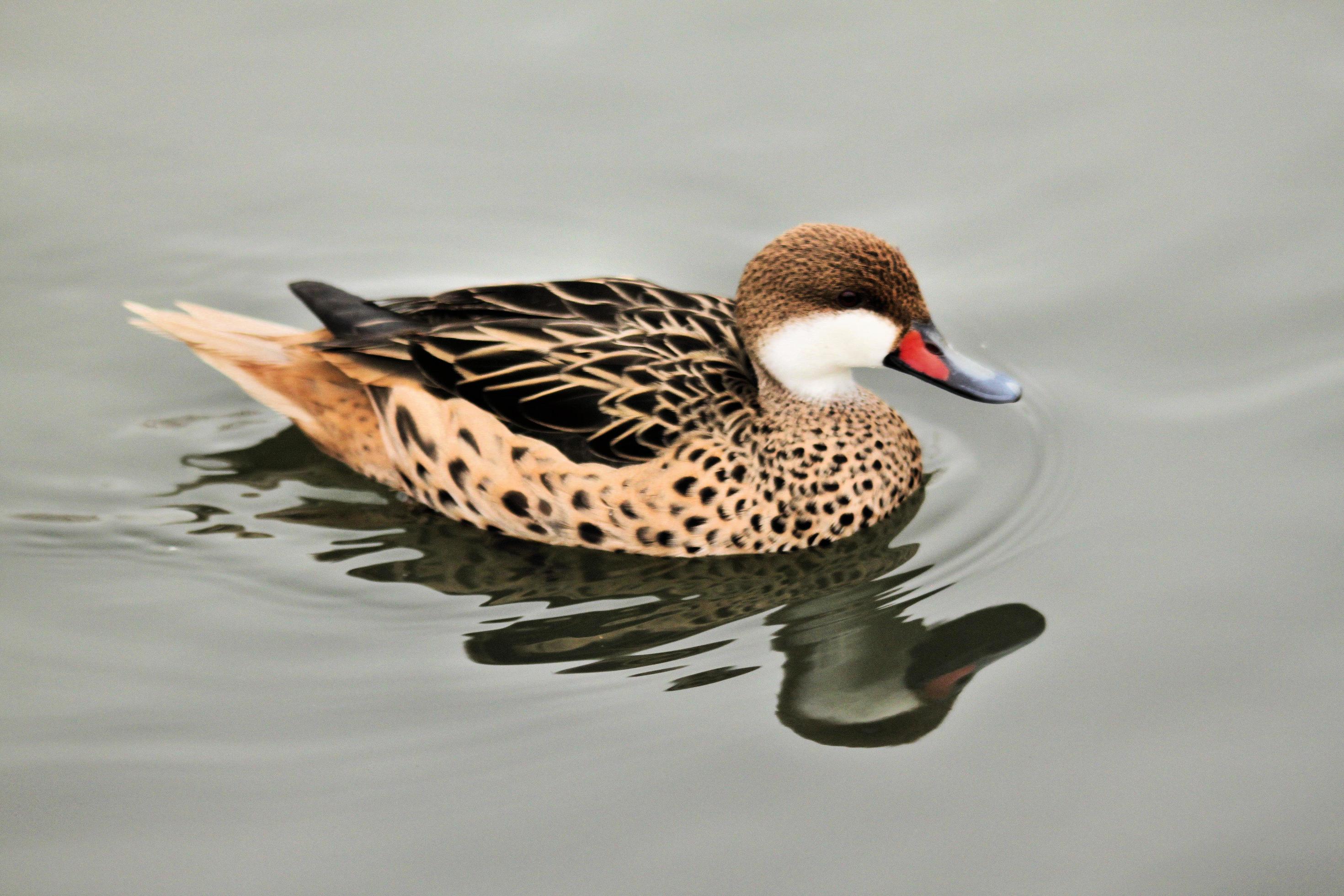 A view of a Cape Teal Duck on the water 10822977 Stock Photo at Vecteezy