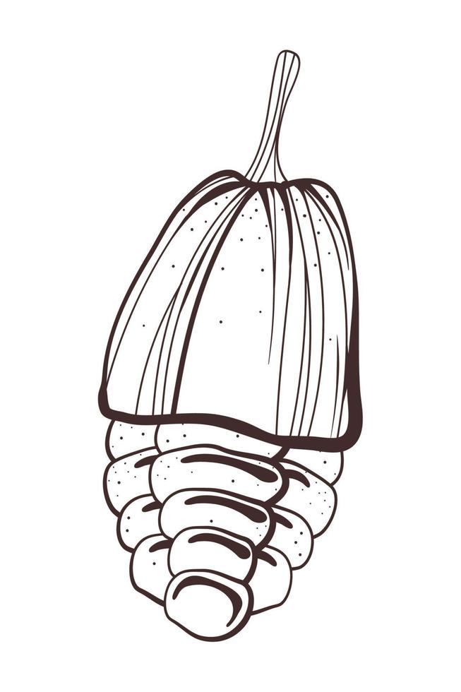 cacao grains icon vector