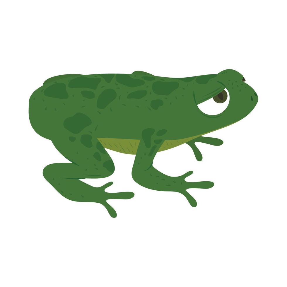 frog amphibian animal vector