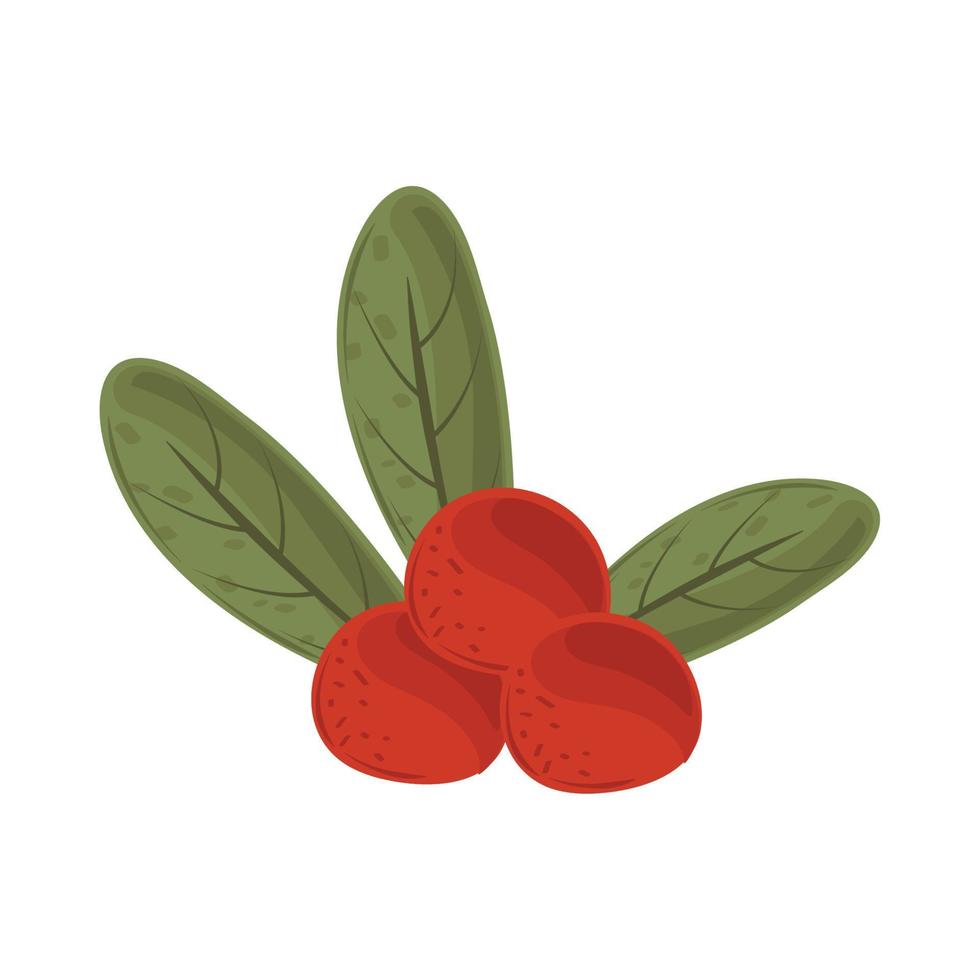 berries and leaves vector