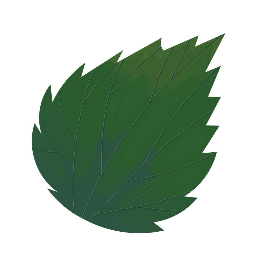 follaje de hoja verde vector