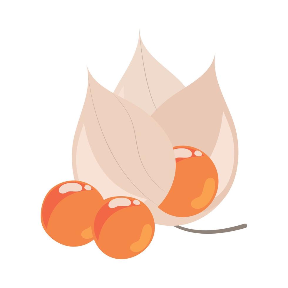 cape gooseberries icon vector