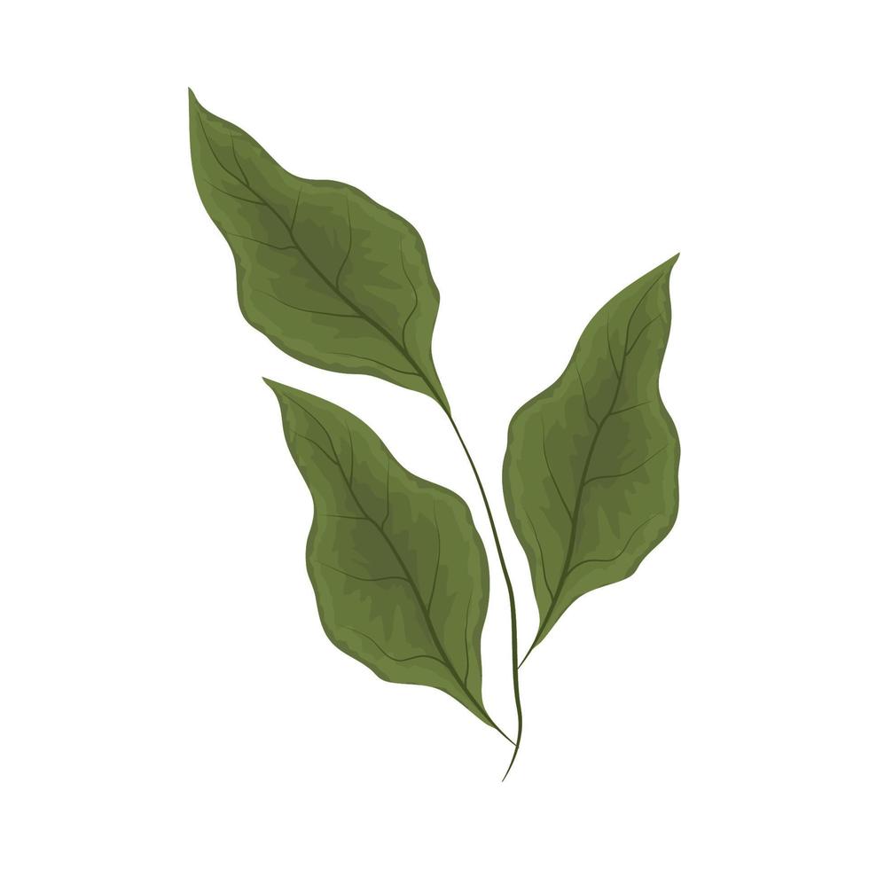 leaves vegetation icon vector