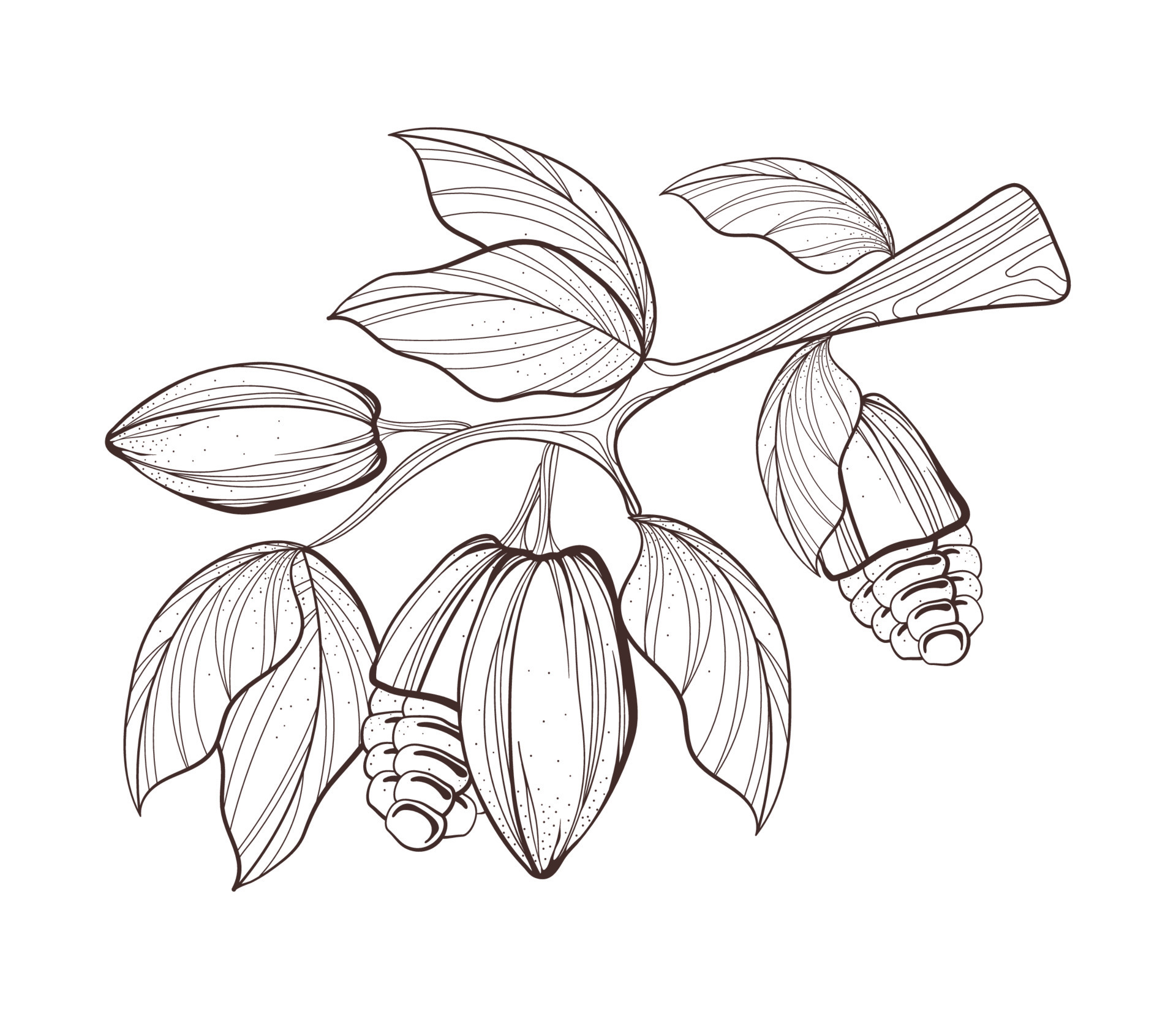 cacao tree leaf 10824822 Vector Art at Vecteezy