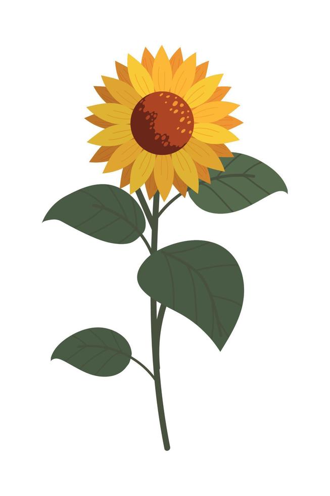 sunflower and leaves vector