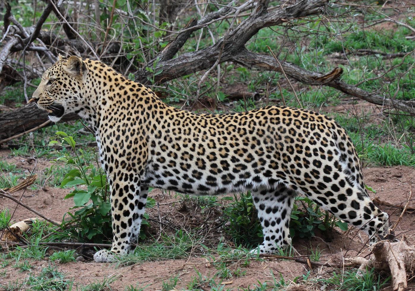 A close-up photo of a male leopard, standing majestically looking at potential prey spotted while on safari in the Sabi Sands game reserve.