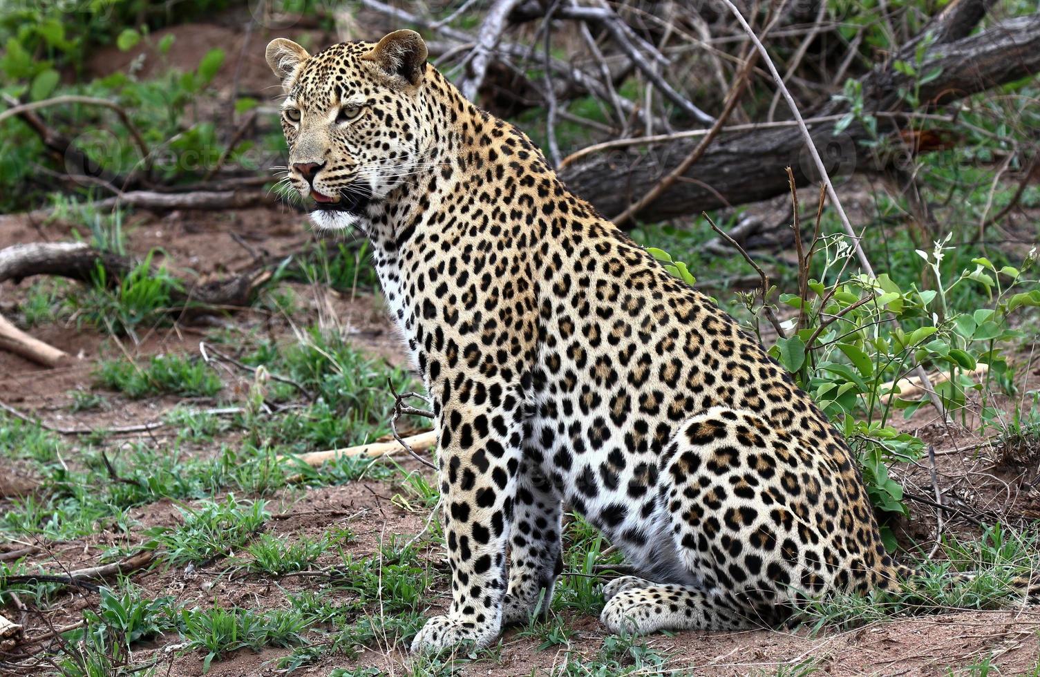 A close-up photo of a male leopard, looking at potential prey spotted while on safari in the Sabi Sands game reserve.