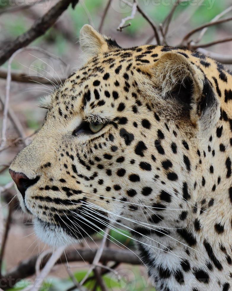 A close-up facial photo of a leopard, spotted while on safari in the Sabi Sands game reserve.