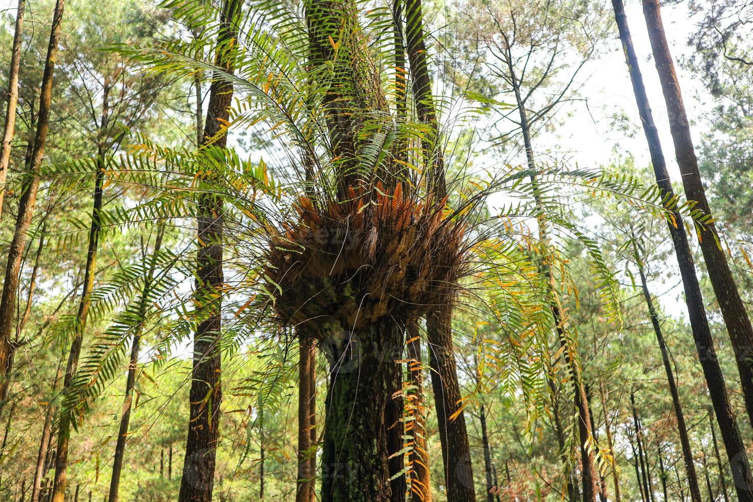 Landscape Indonesia - primeval green forest in Center of Java Indonesia ...