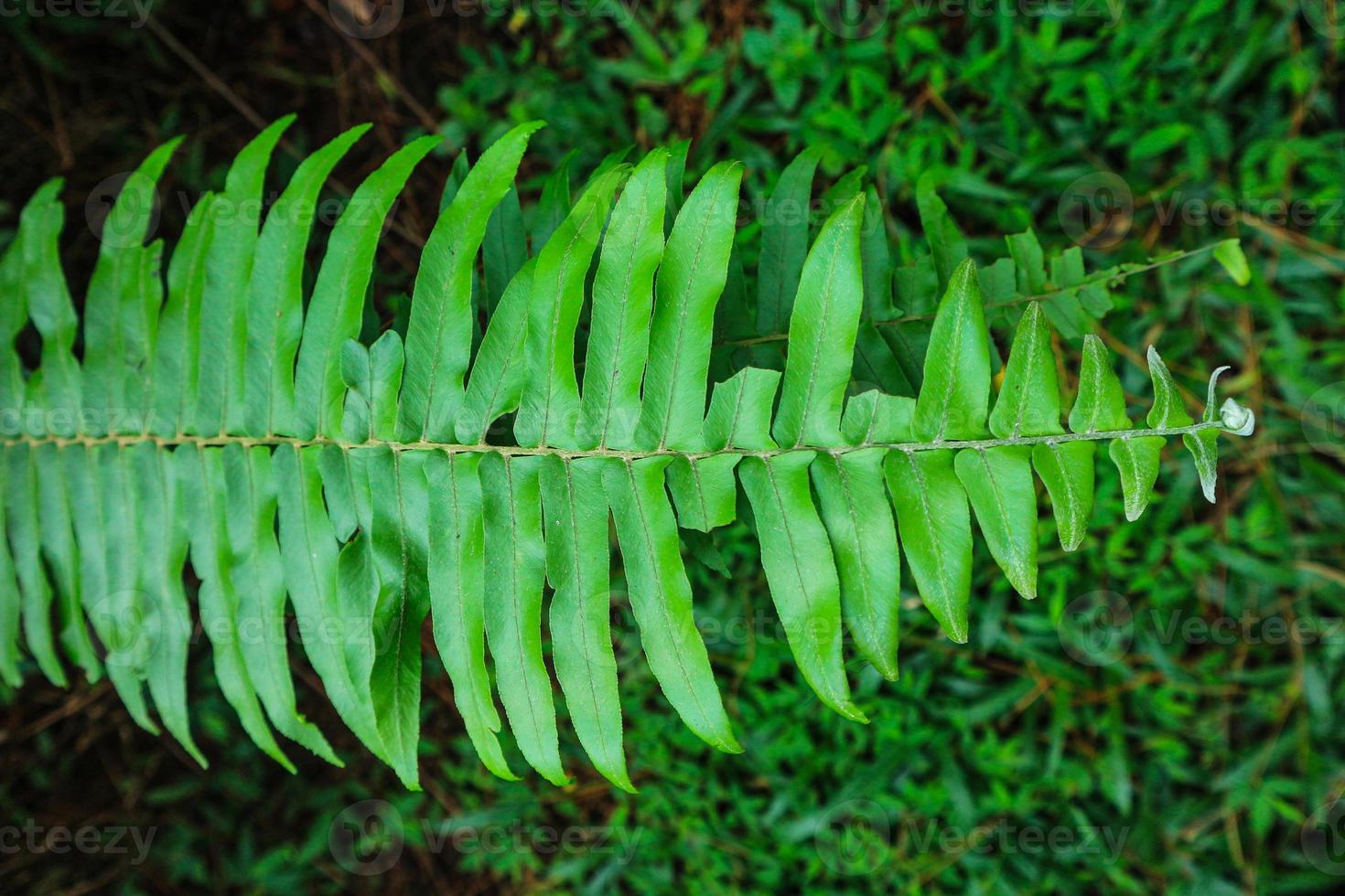 beautiful fern leaf texture nature natural in indonesian forest photo