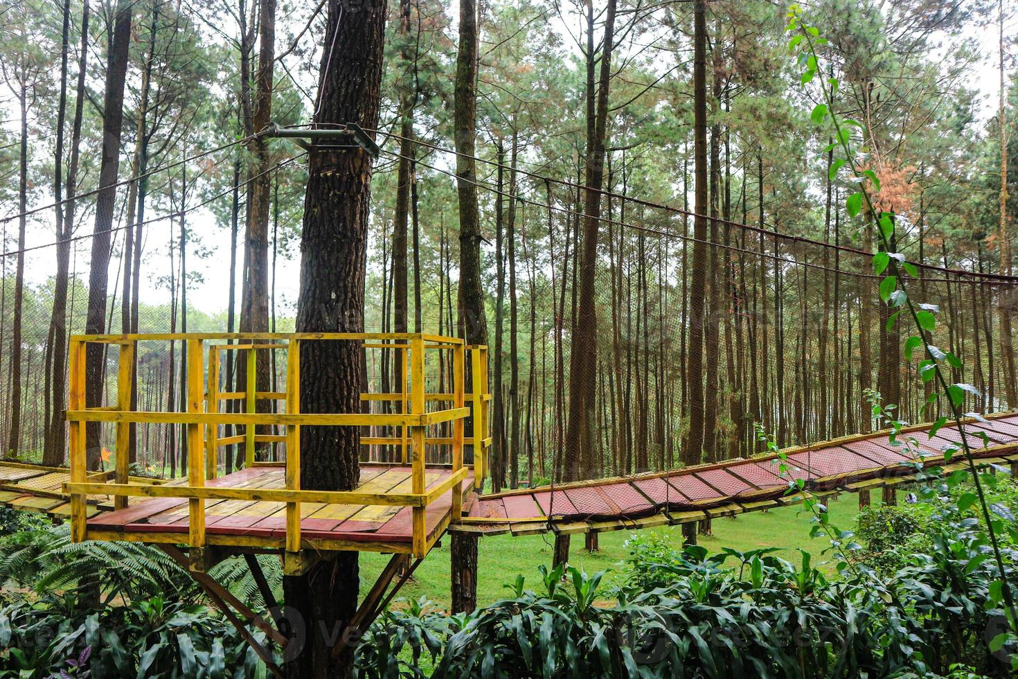 Stunning wooden bridge in the middle of a pine forest photo