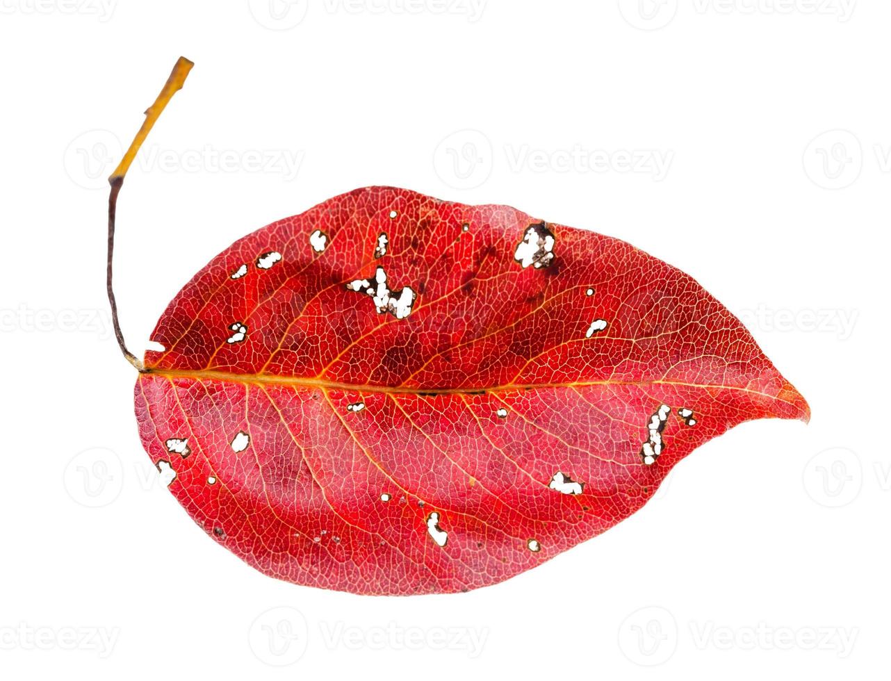 red fallen leaf of pear tree isolated on white photo