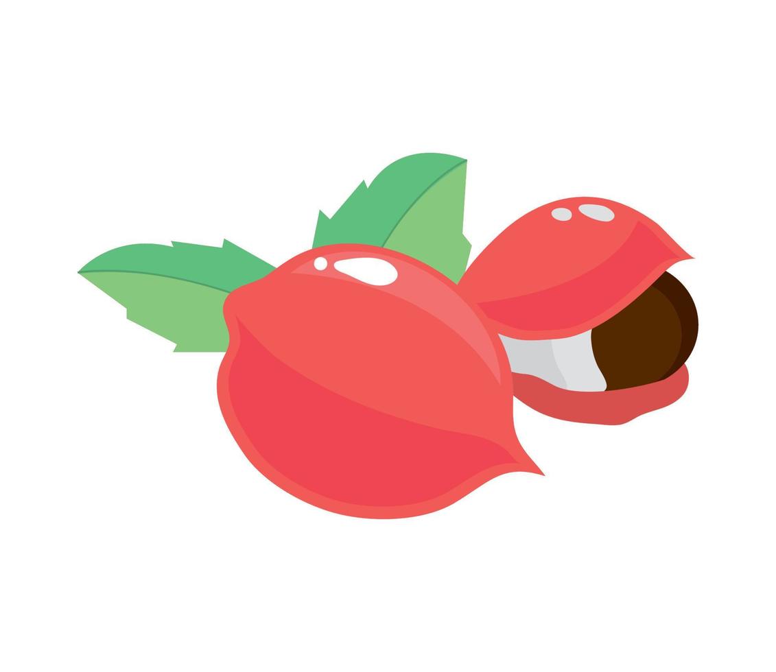 icono de fruta de guaraná vector
