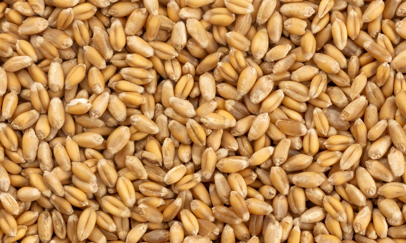 Wheat grains background, seeds texture photo