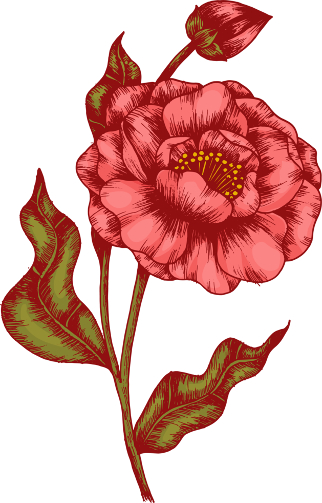 dibujar a mano boceto de flores y hojas png