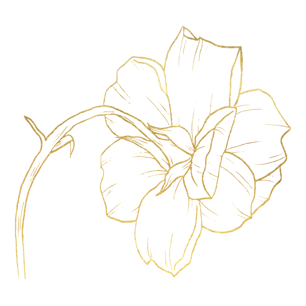 flor rosa con arte lineal dorado png