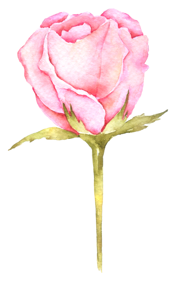 colección de acuarela de flor rosa png