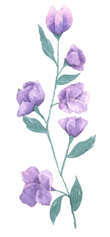 aquarela de flores silvestres, elemento de aquarela linda flor png