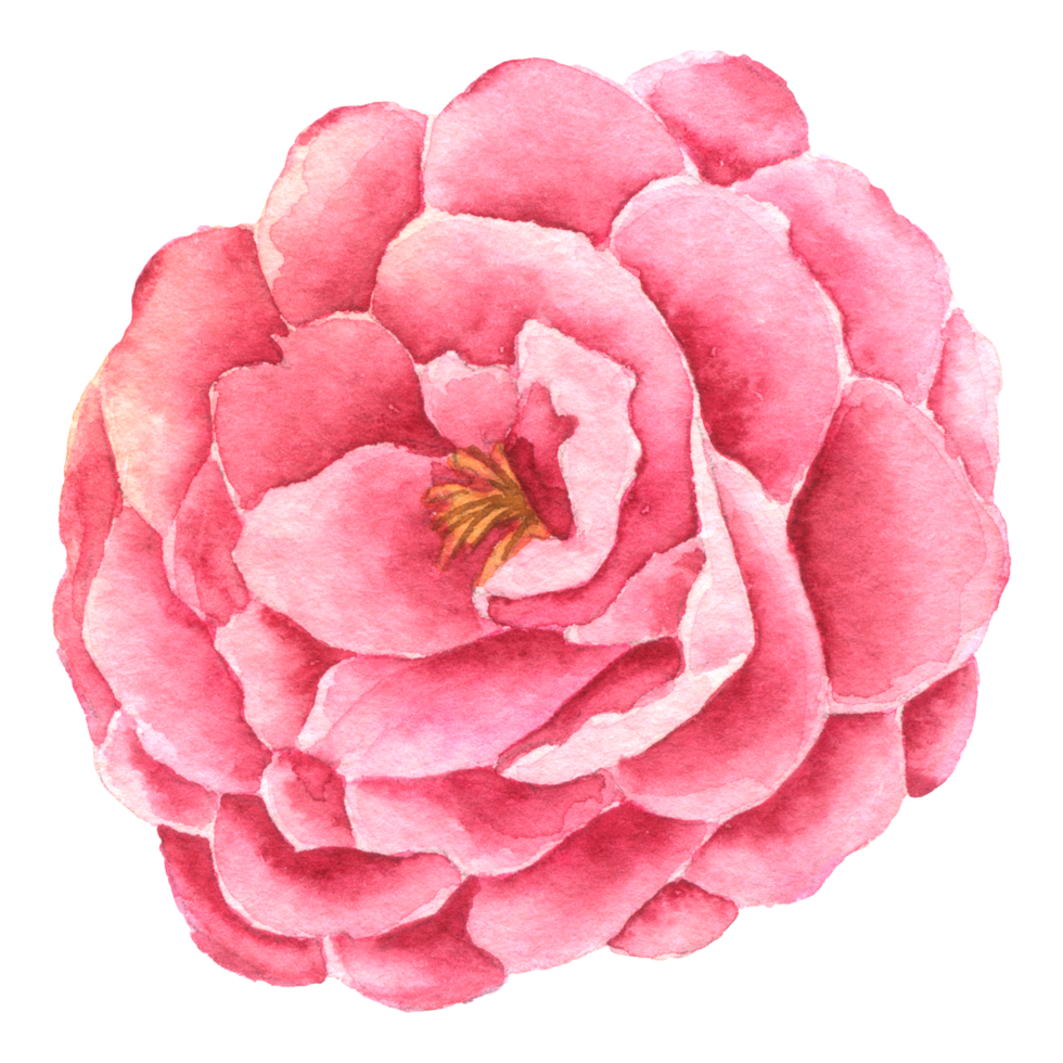 roze bloem aquarel collectie png