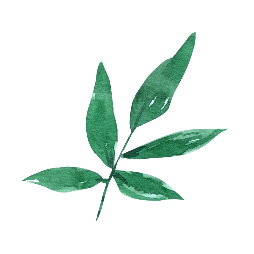 Green Leaf watercolor png