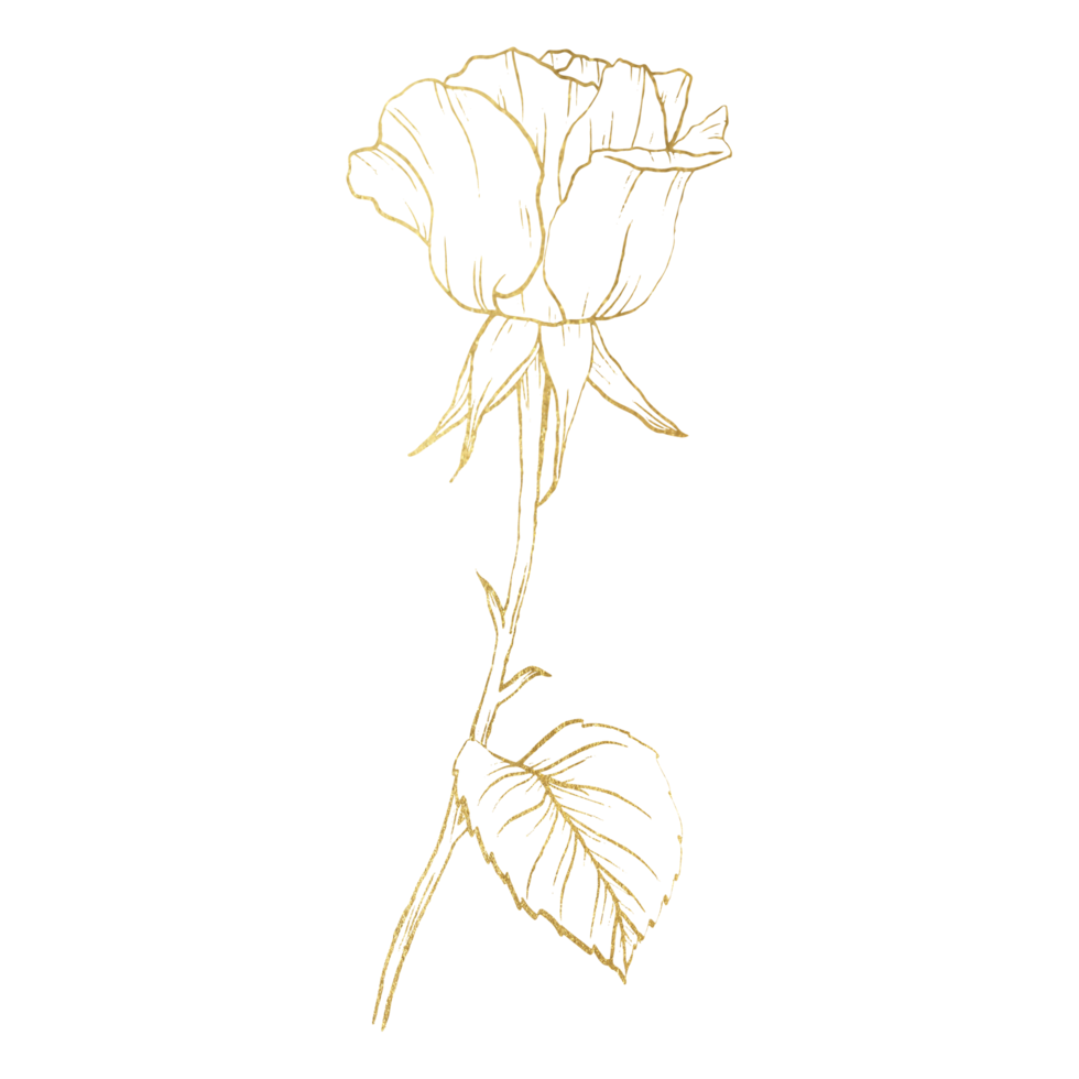 flor rosa com arte de linha de ouro png