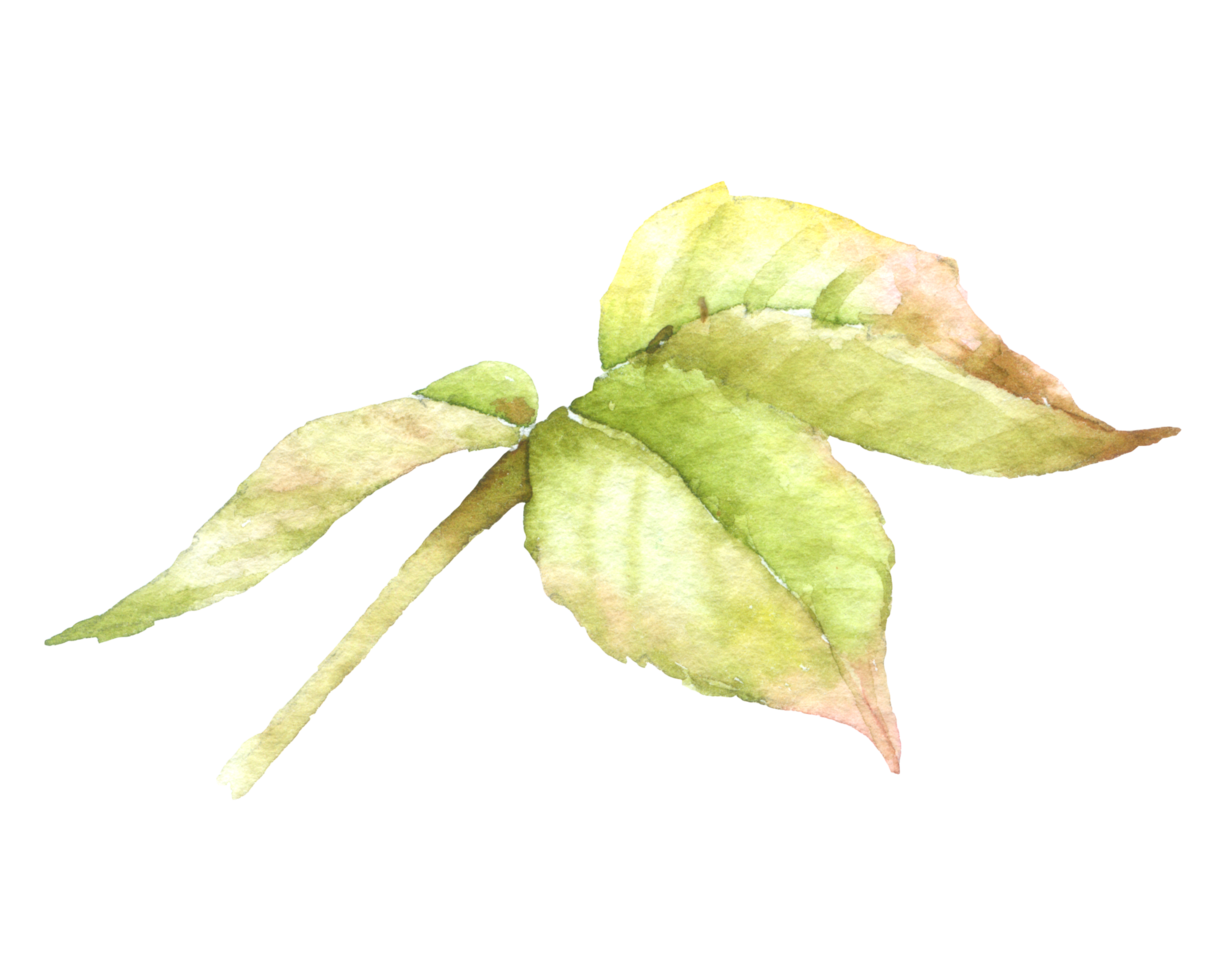 Rose flower watercolor collection png