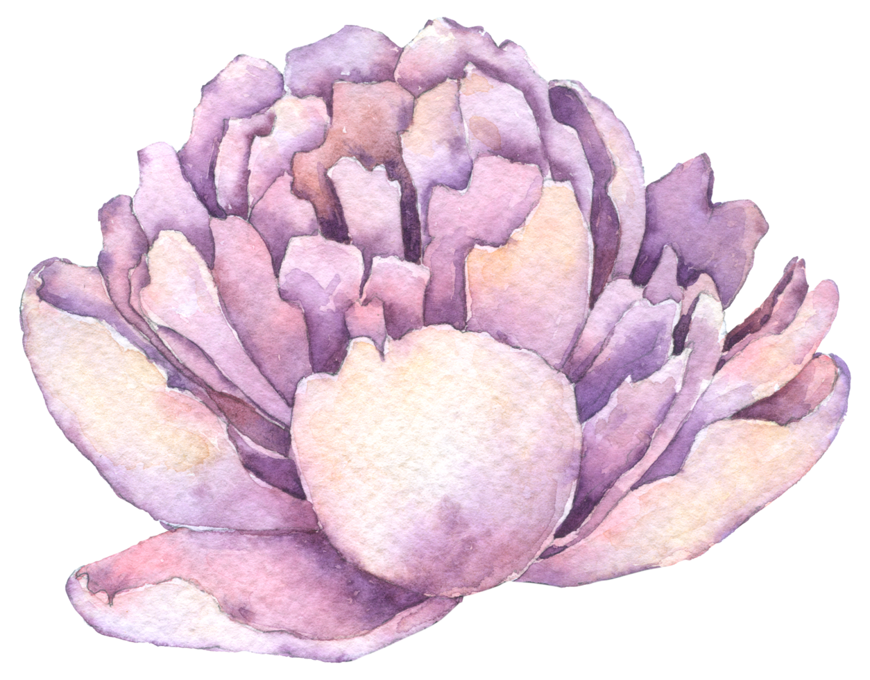 fleur de pivoine violette, aquarelle de fleur d'automne png