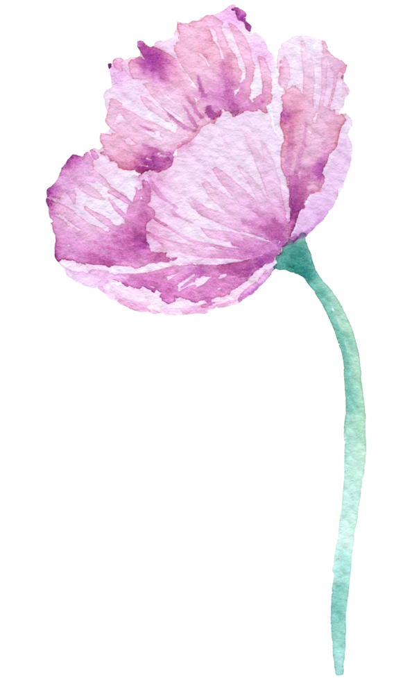 collezione di acquerelli di fiori viola png
