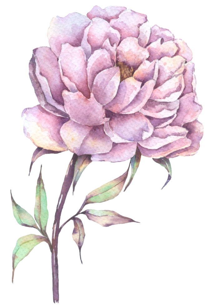 violette pfingstrosenblume, herbstblumenaquarell png