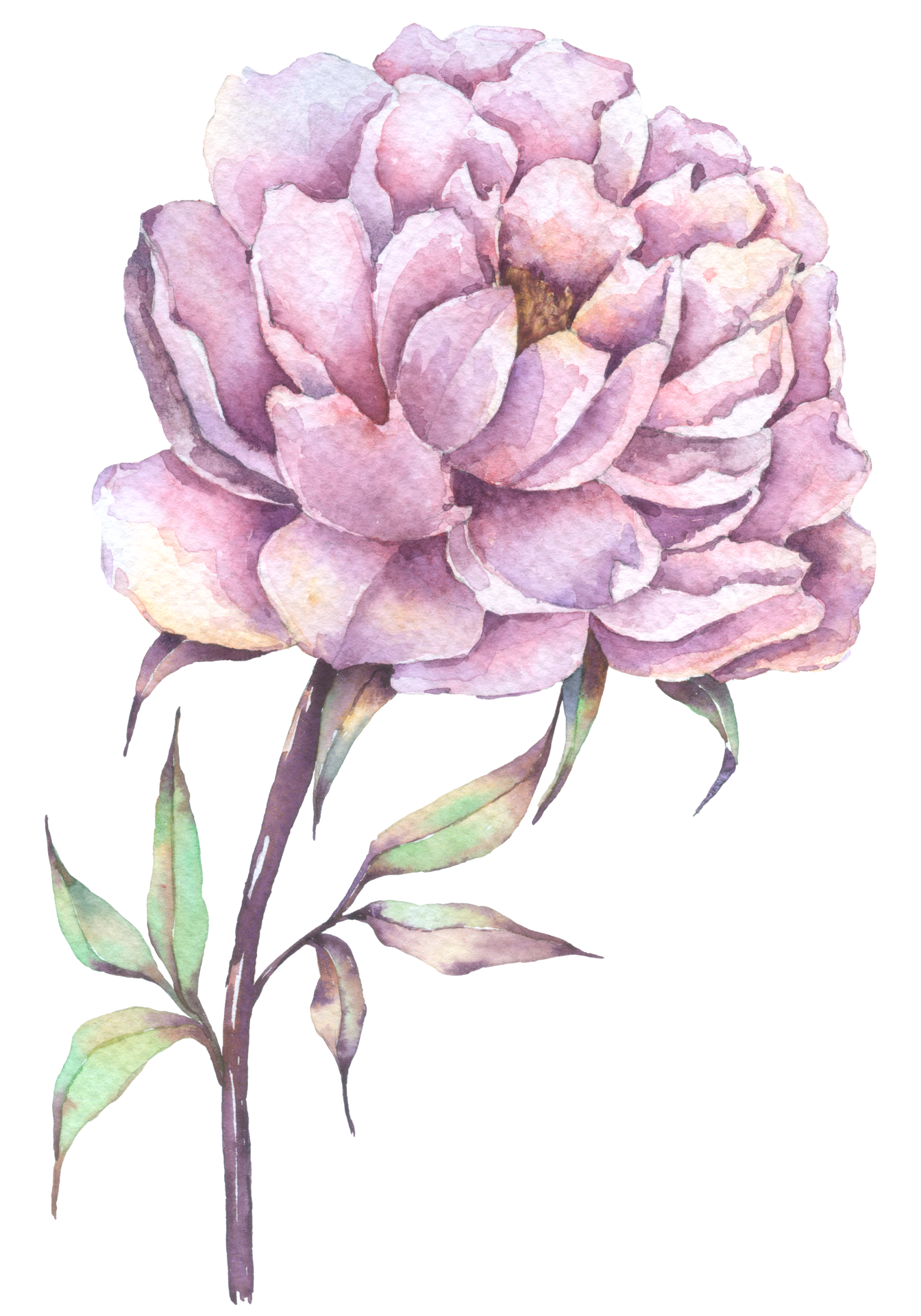 Watercolor Peony PNG Free Images with Transparent Background - (984 Free  Downloads)