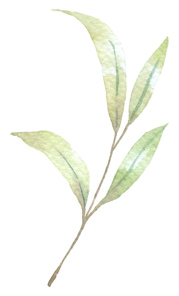 Foliage watercolor, Beautiful leaf watercolor element png
