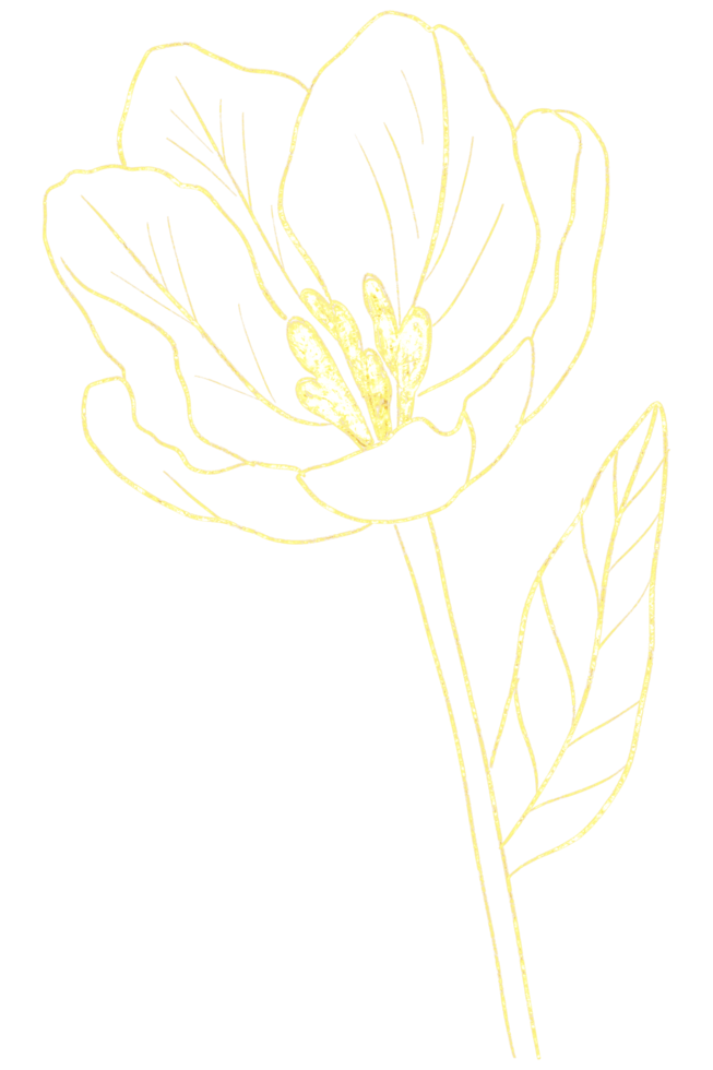 Flower line art with gold png