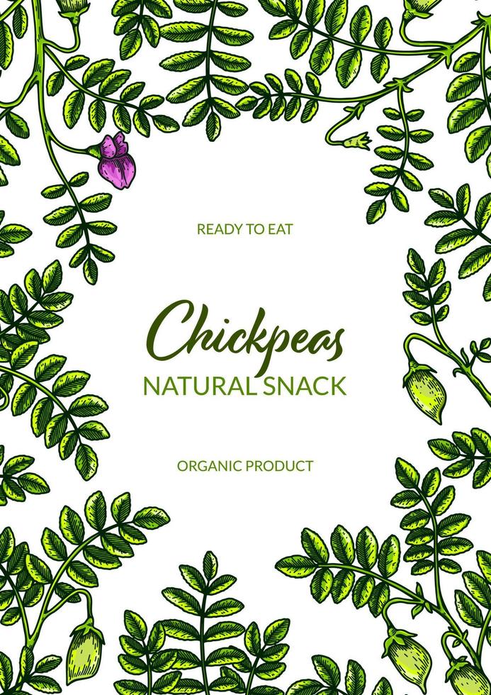 Colorful vertical chickpeas design. Hand drawn illustration in colored sketch style. Botany design for packaging, label, banner, poster vector