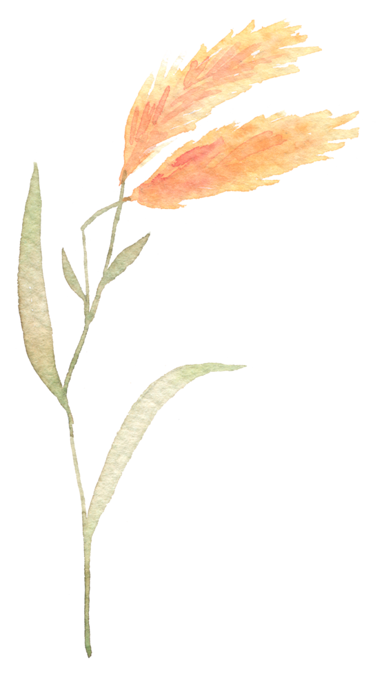 Wildflower watercolor, Beautiful flower watercolor element png