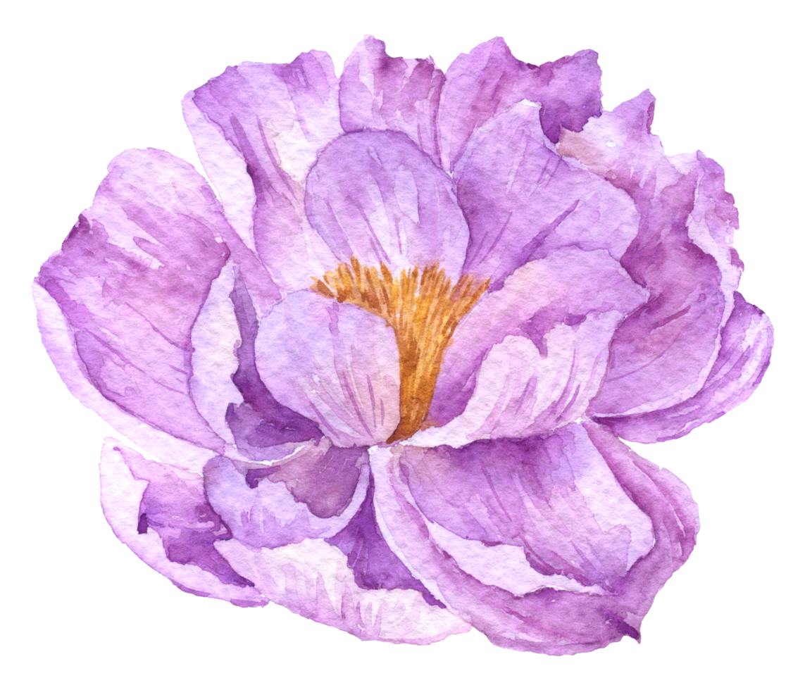 Free colección de acuarela de flor violeta 10829440 PNG with Transparent  Background
