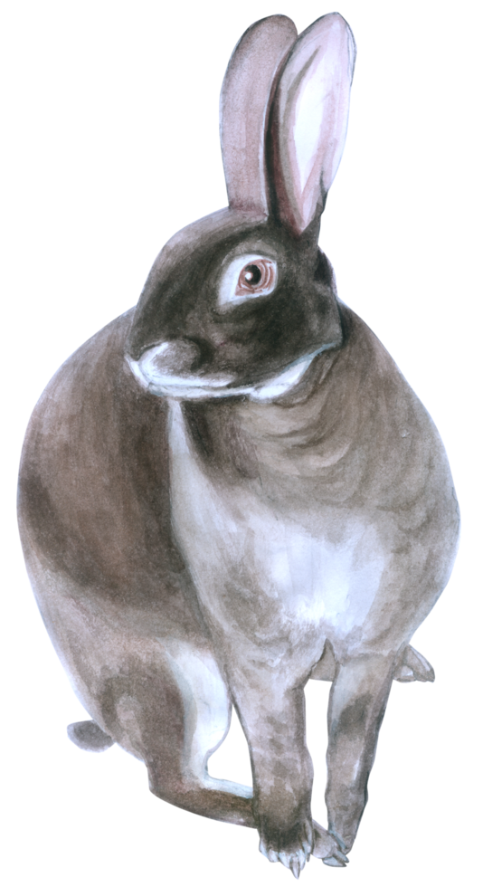 Rabbit Easter animal watercolor png