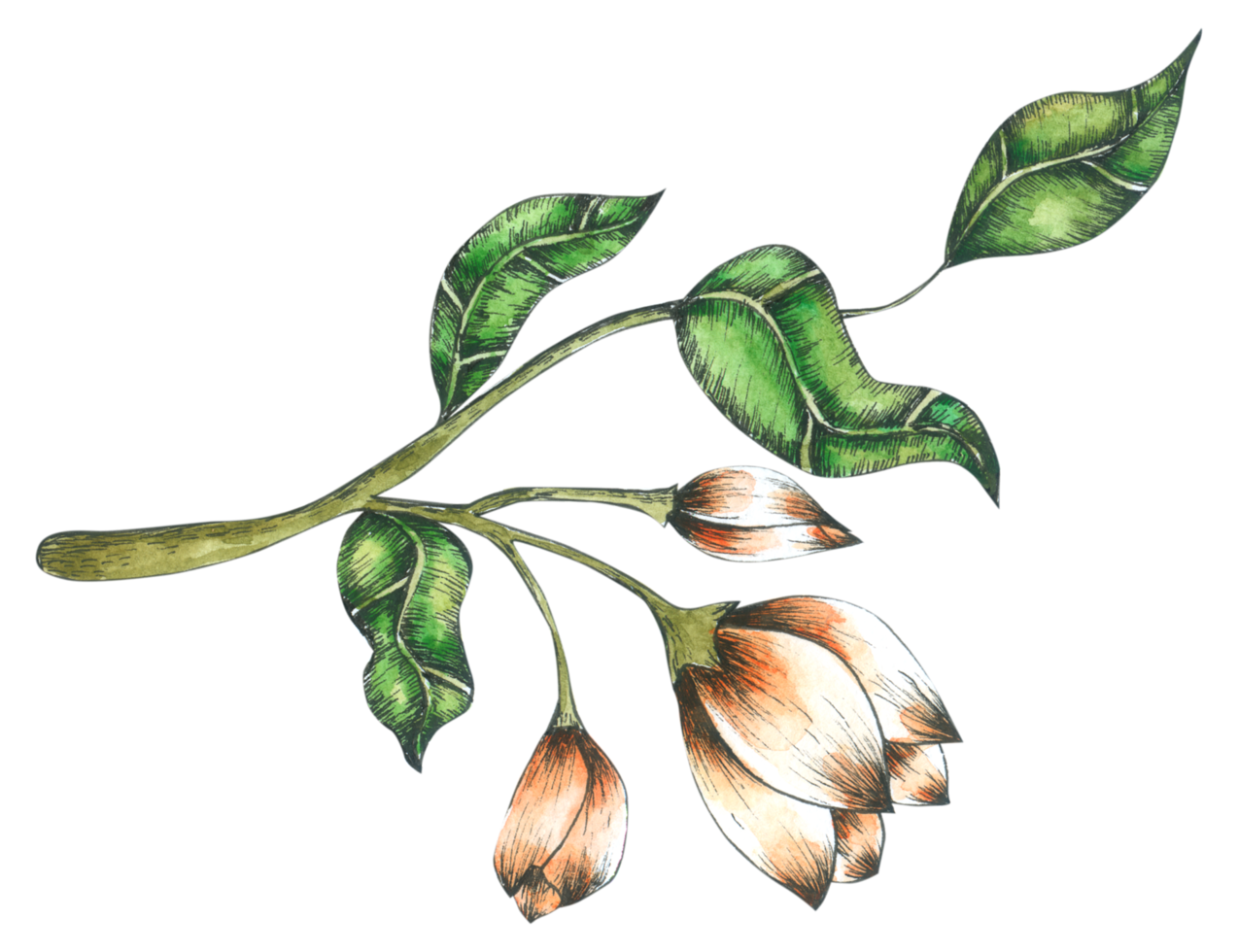 flower watercolor hand paint png