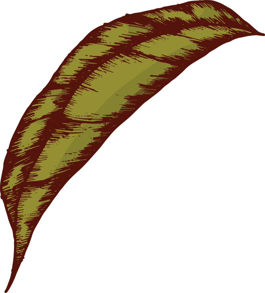 hand draw sketch leaf png