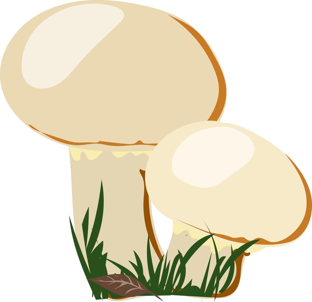 Champignon large and small mushroom. vector