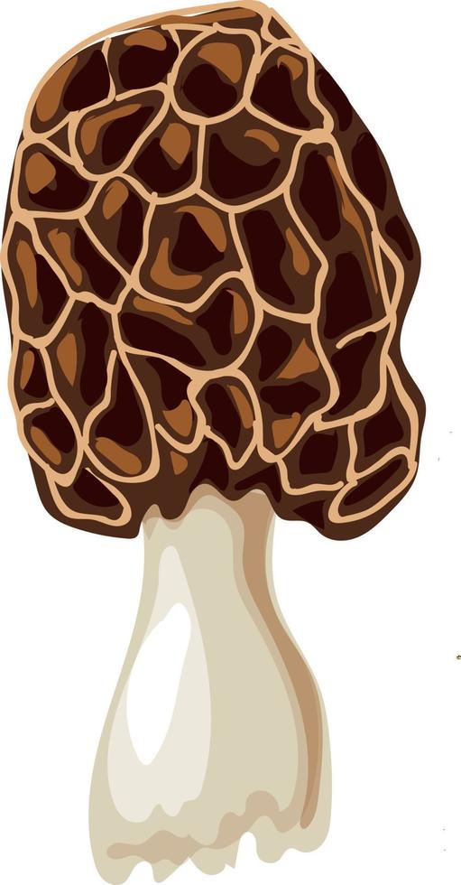 Morel mushroom grows in the forest. vector