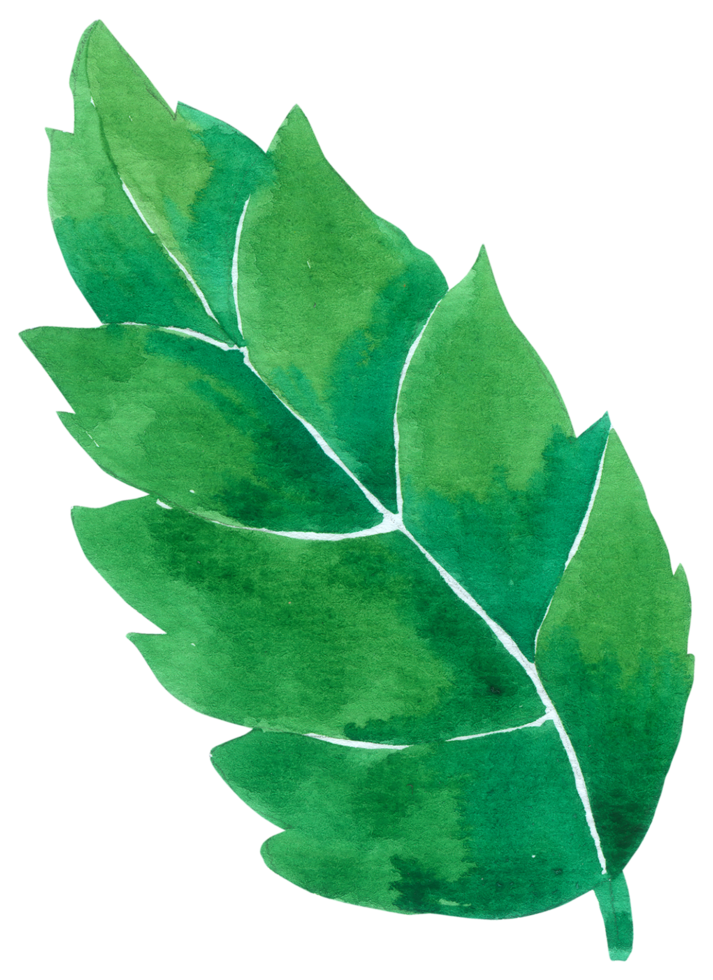 acquerello a foglia verde png