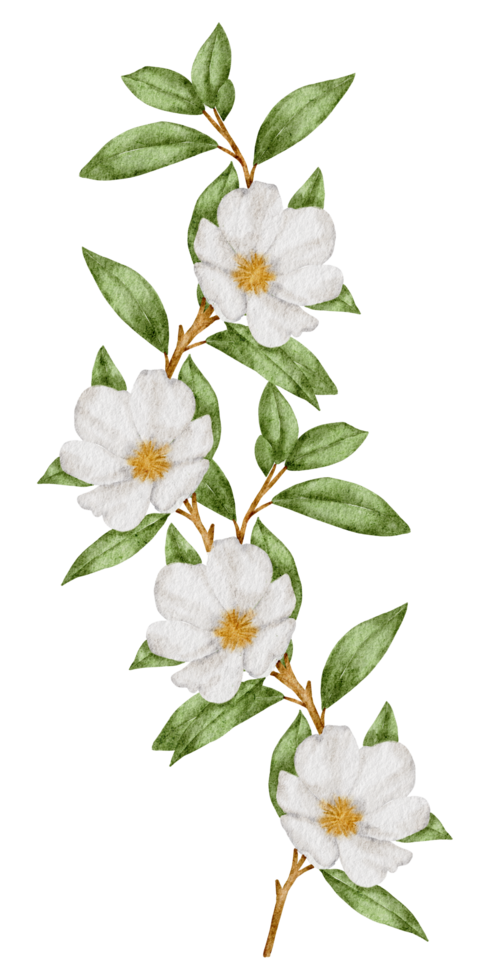 bouquet floreale acquerello dipinto a mano png