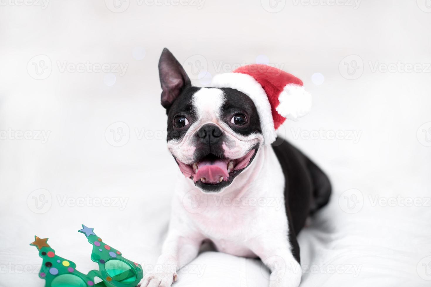 un perro boston terrier feliz y alegre con un sombrero de santa claus sonríe y saca la lengua en la cama blanca en casa. el concepto de año nuevo y navidad. foto