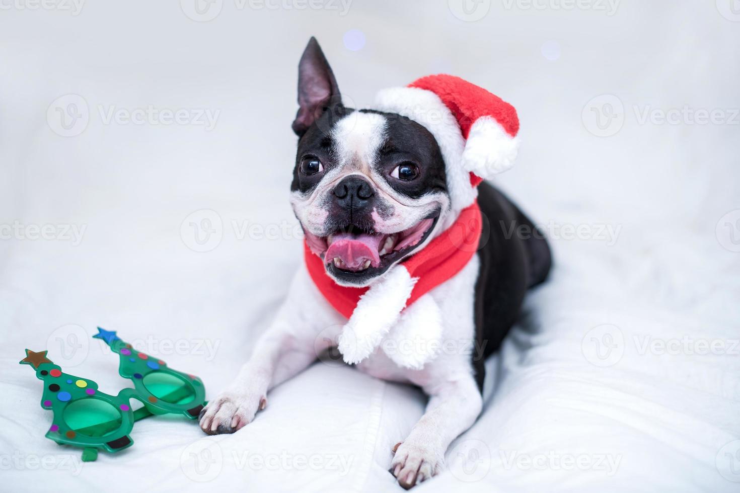 A happy and cheerful Boston Terrier dog in a Santa Claus hat smiles and sticks out his tongue on the white bed at home. The concept of New Year and Christmas. photo