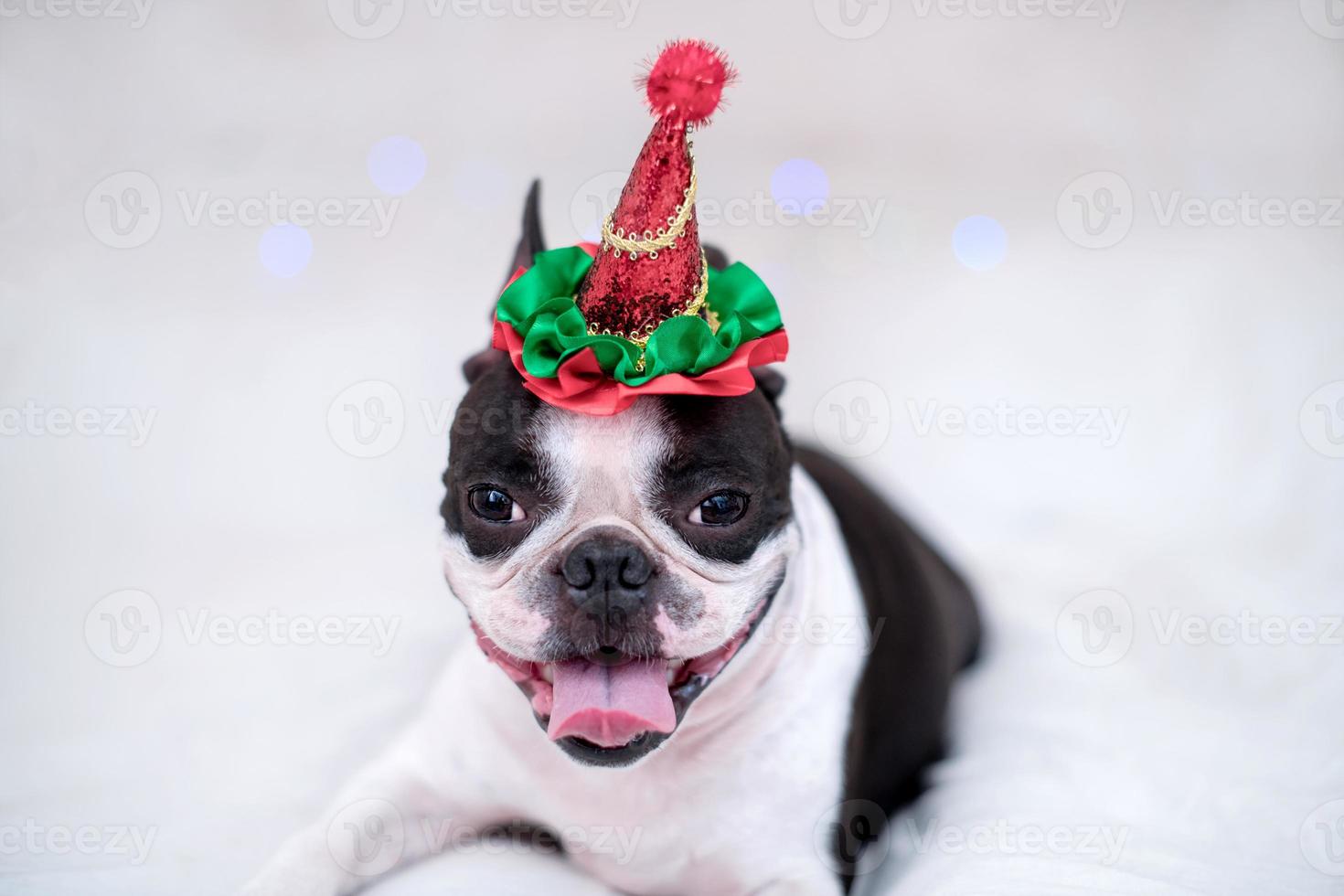 a happy and cheerful Boston Terrier dog in a funny and funny New Year's hat smiles and sticks out his tongue on the white bed at home. The concept of New Year and Christmas. photo